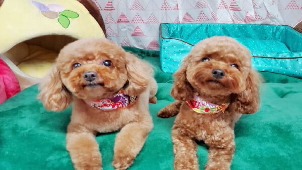 犬のとこやさん Happy Tail Family
