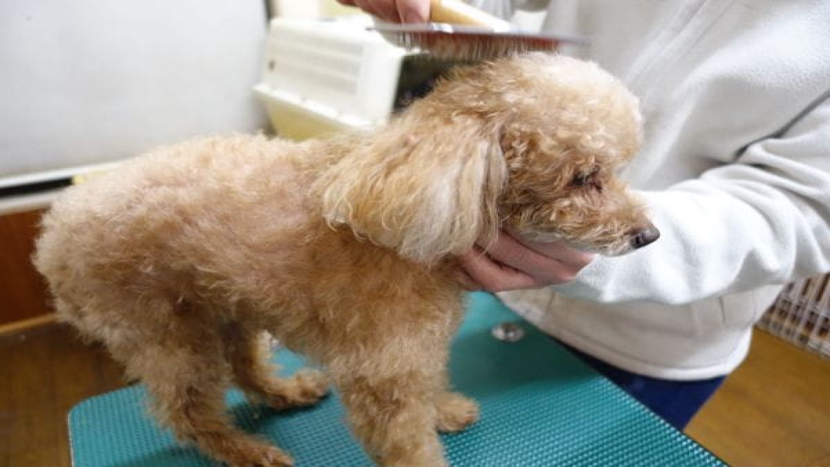 犬の床屋わんず
