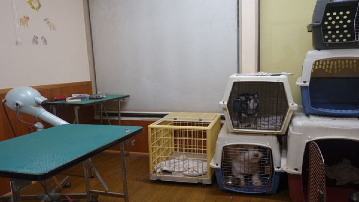 犬の床屋わんず
