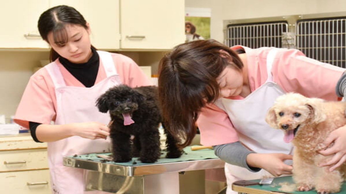 しのはら動物病院(トリミング)