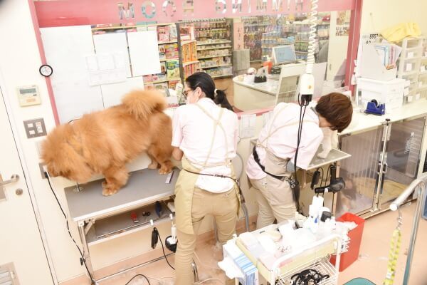 Dog salon Fam