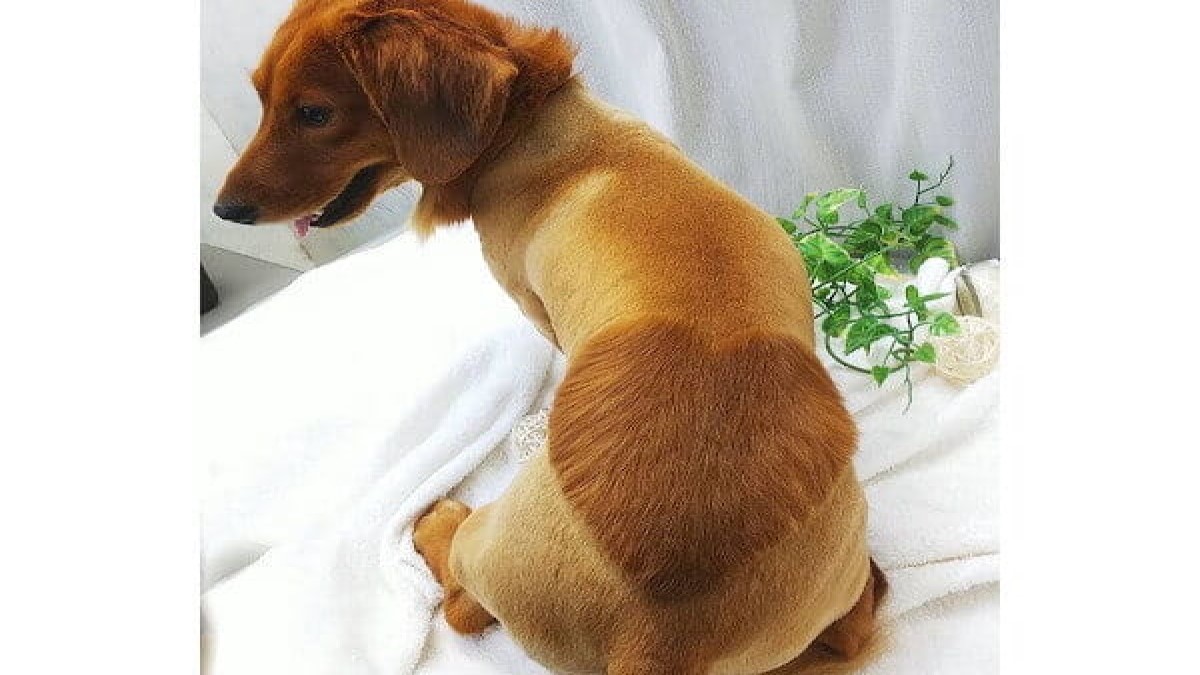 いいだ動物病院 いがら(トリミング)