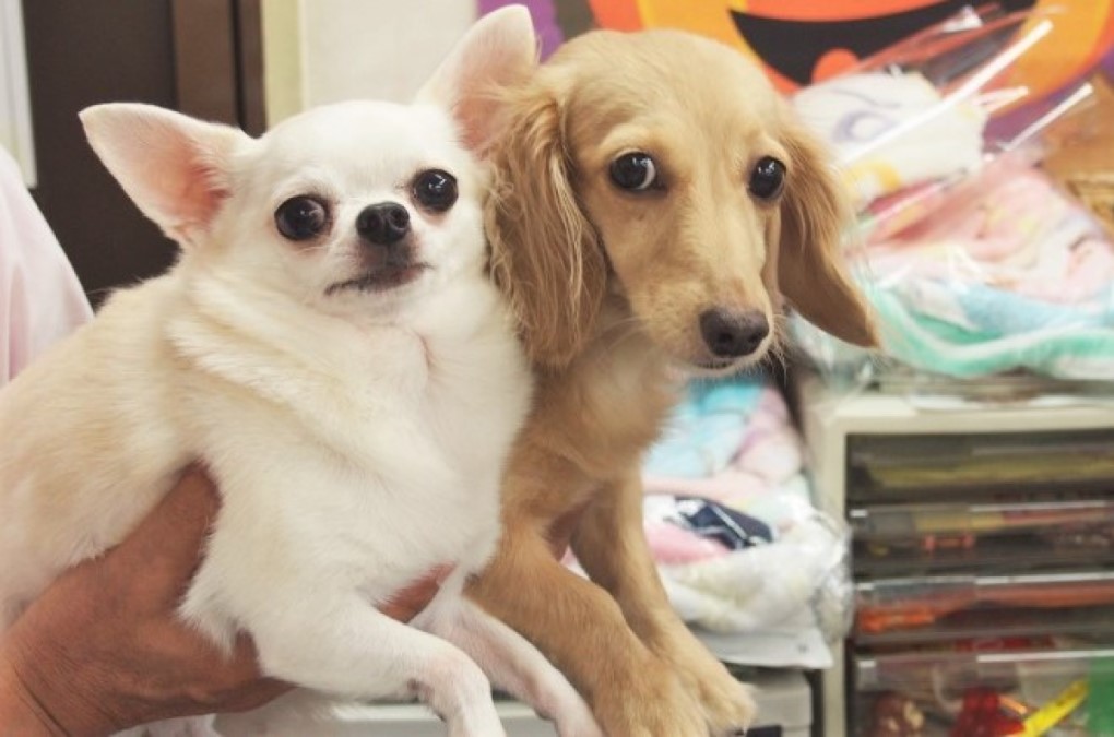 Pet’s Party