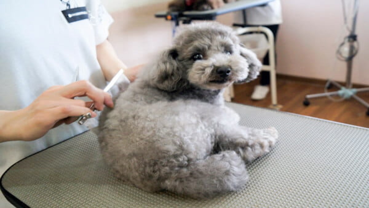 Dog's おしゃれ専科 クーシー