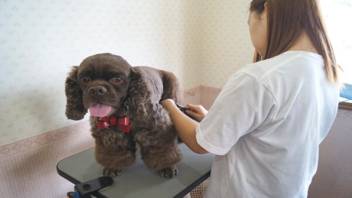 Dog's おしゃれ専科 クーシー