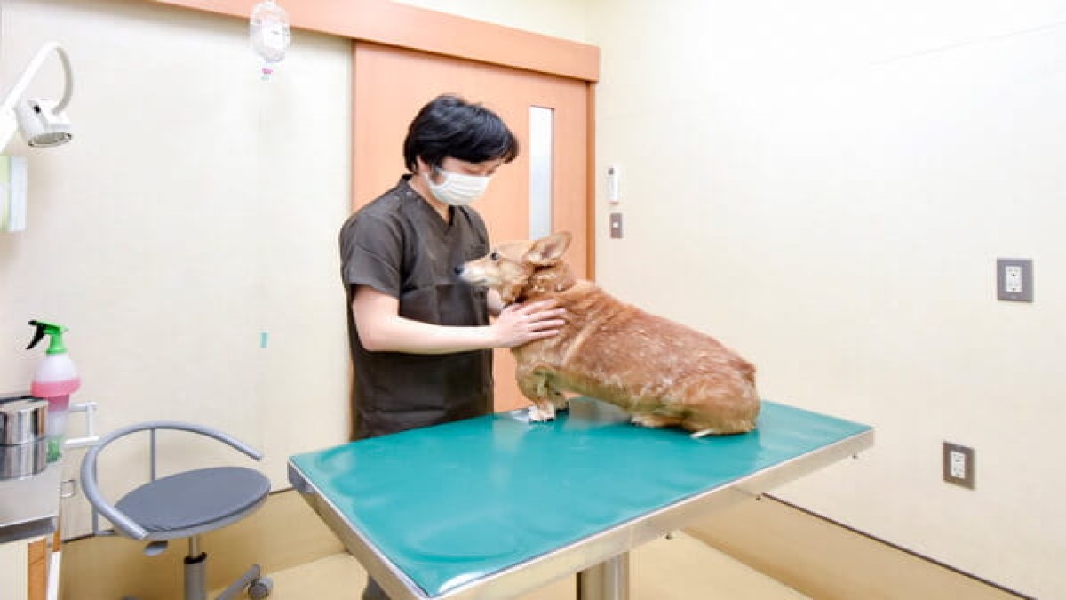 名古屋市熱田区で評判の動物病院【4選】口コミあり  PETPET LIFE