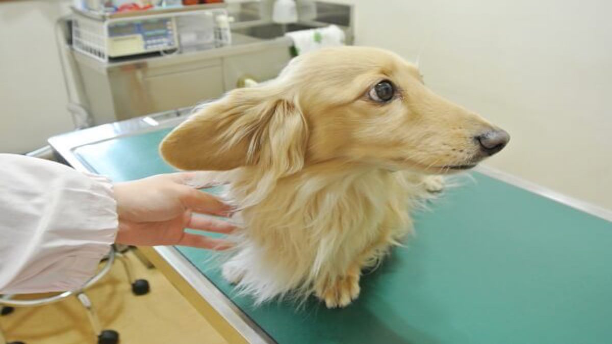 伊藤動物病院