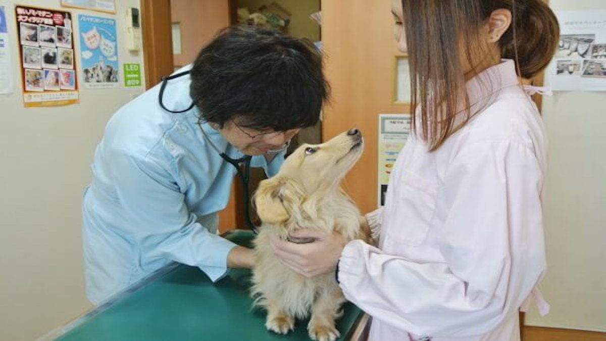 伊藤動物病院