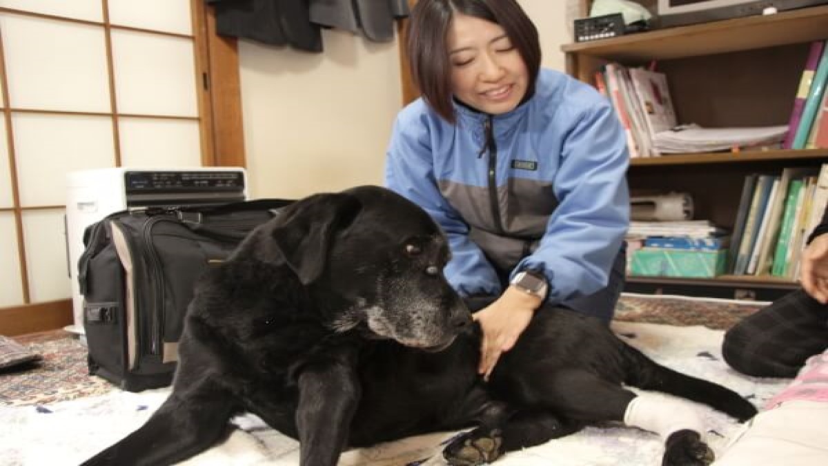 動物往診+在宅ケアサービス にくきゅう