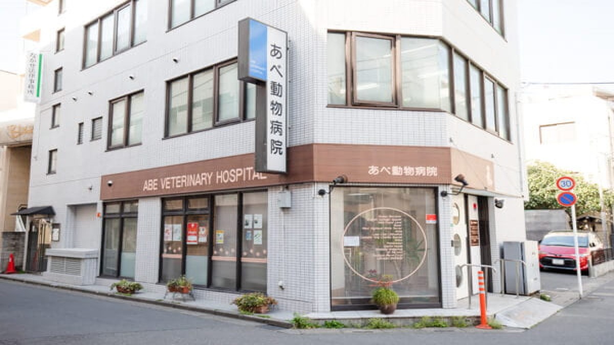 あべ動物病院