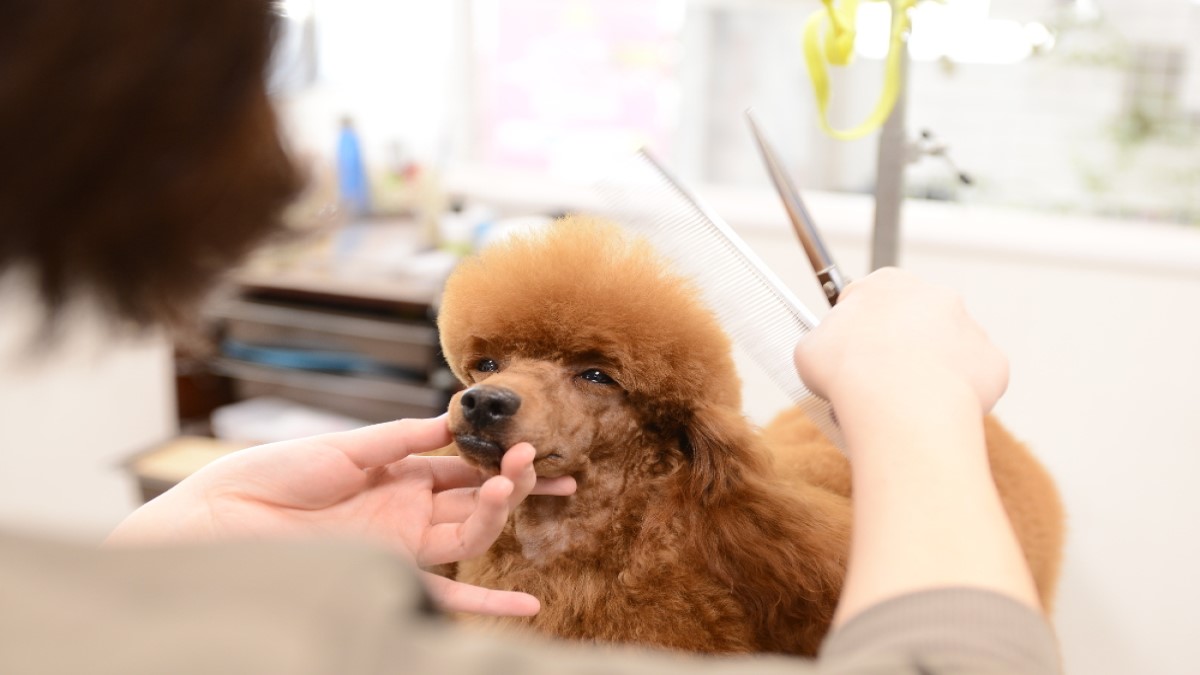 Dog Salon Jupiter