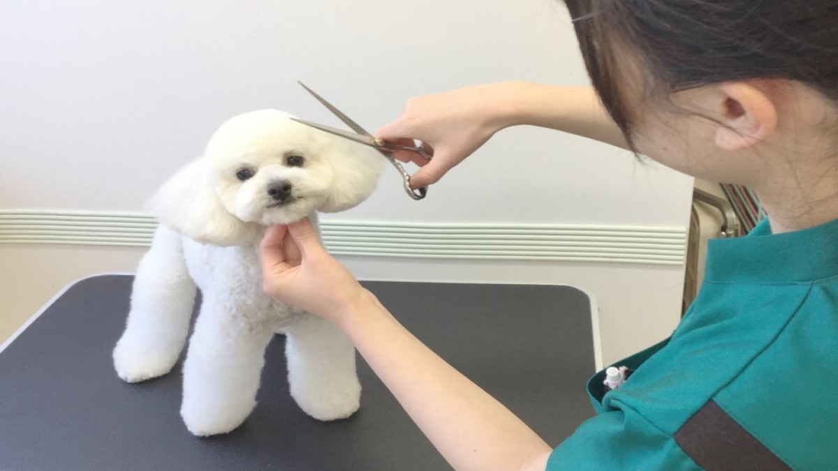 ぬのかわ犬猫病院 戸塚本院(トリミング)