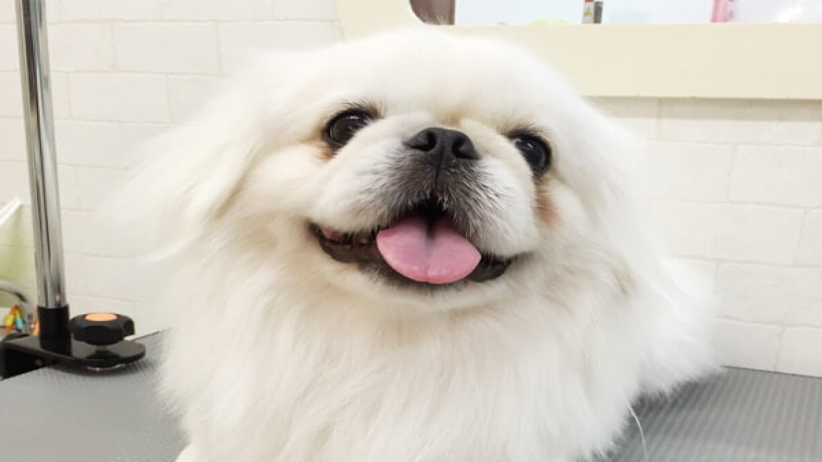 うちのわんこ