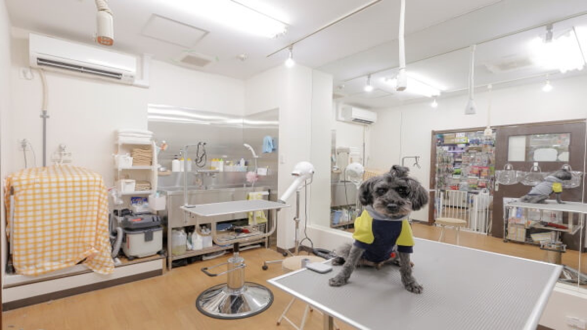 ペットショップ ライセンス