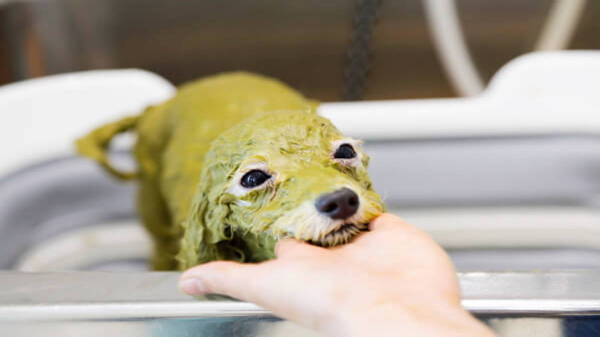 Pet's Salon Minerva高松店