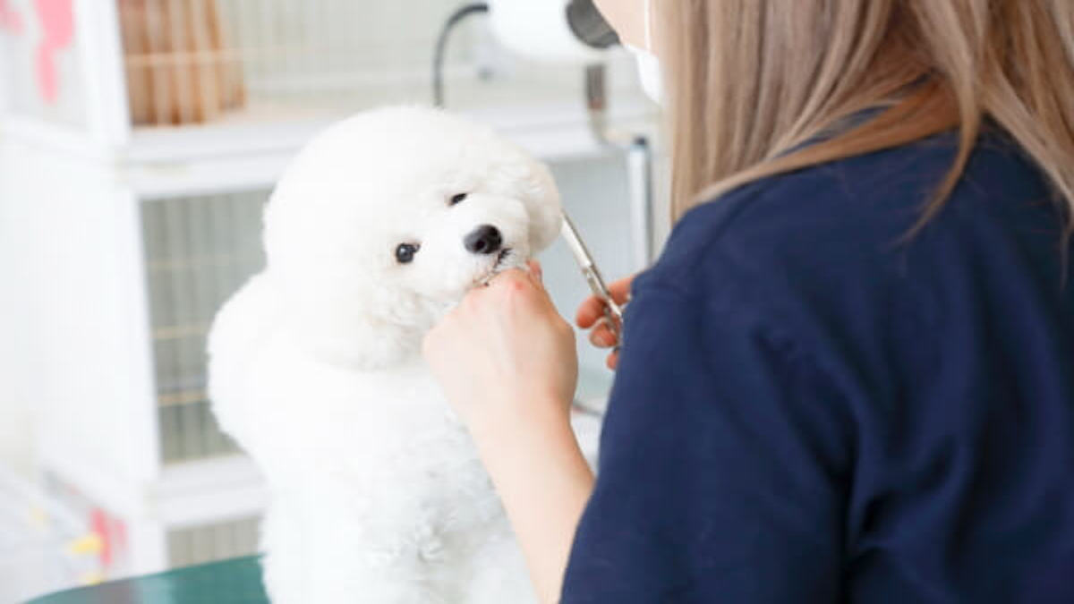 Pet's Salon Minerva高松店