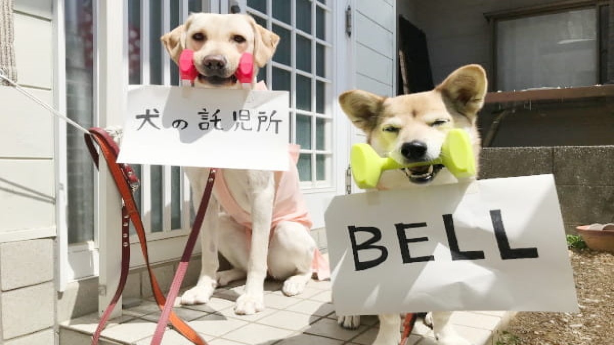 犬の託児所 BELL