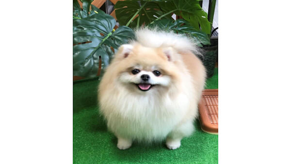 ドッグサロン サンデー