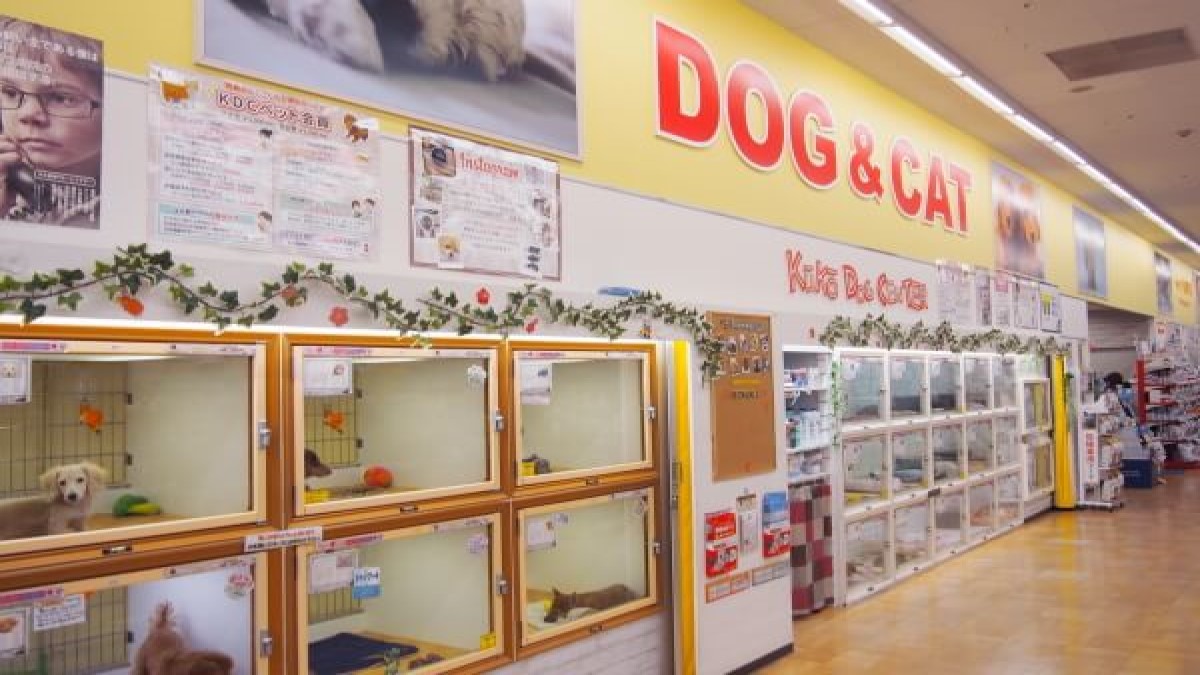 空港ドッグセンター 南津守店