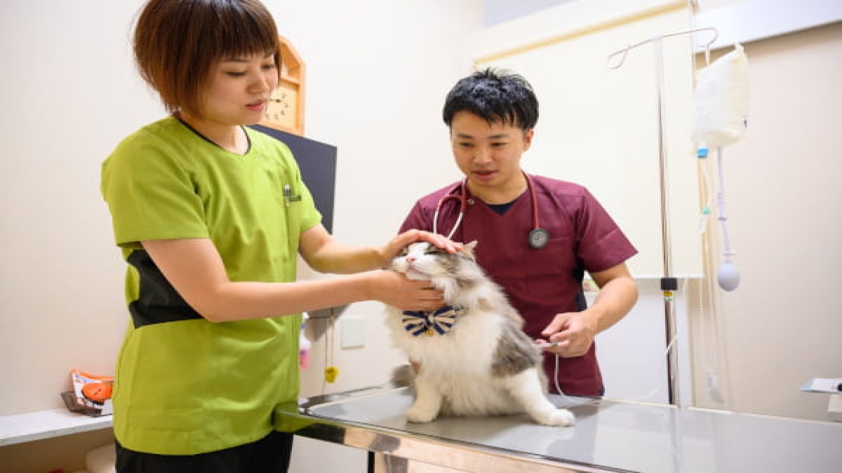 ようきペットクリニック
