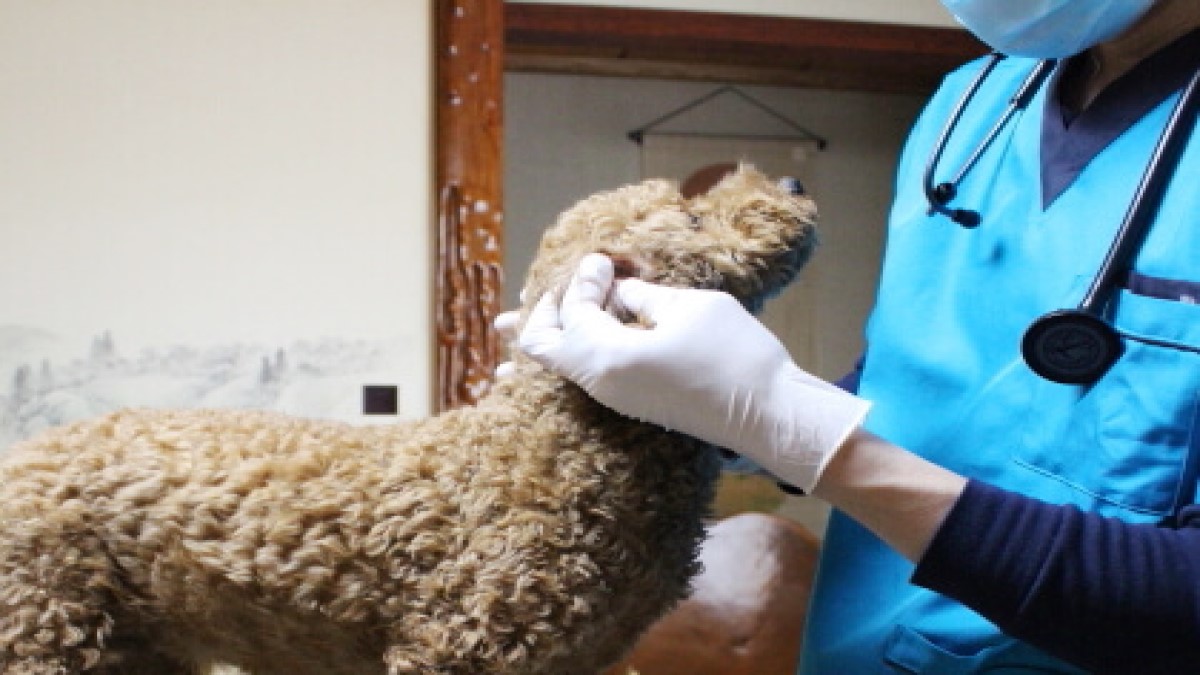札幌往診動物病院(往診専門)