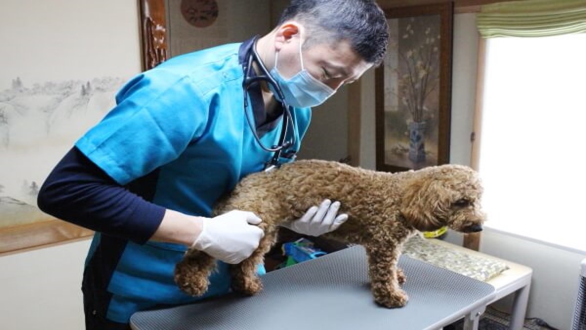 札幌往診動物病院(往診専門)