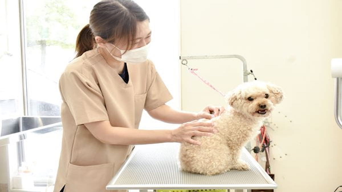 みらい動物病院