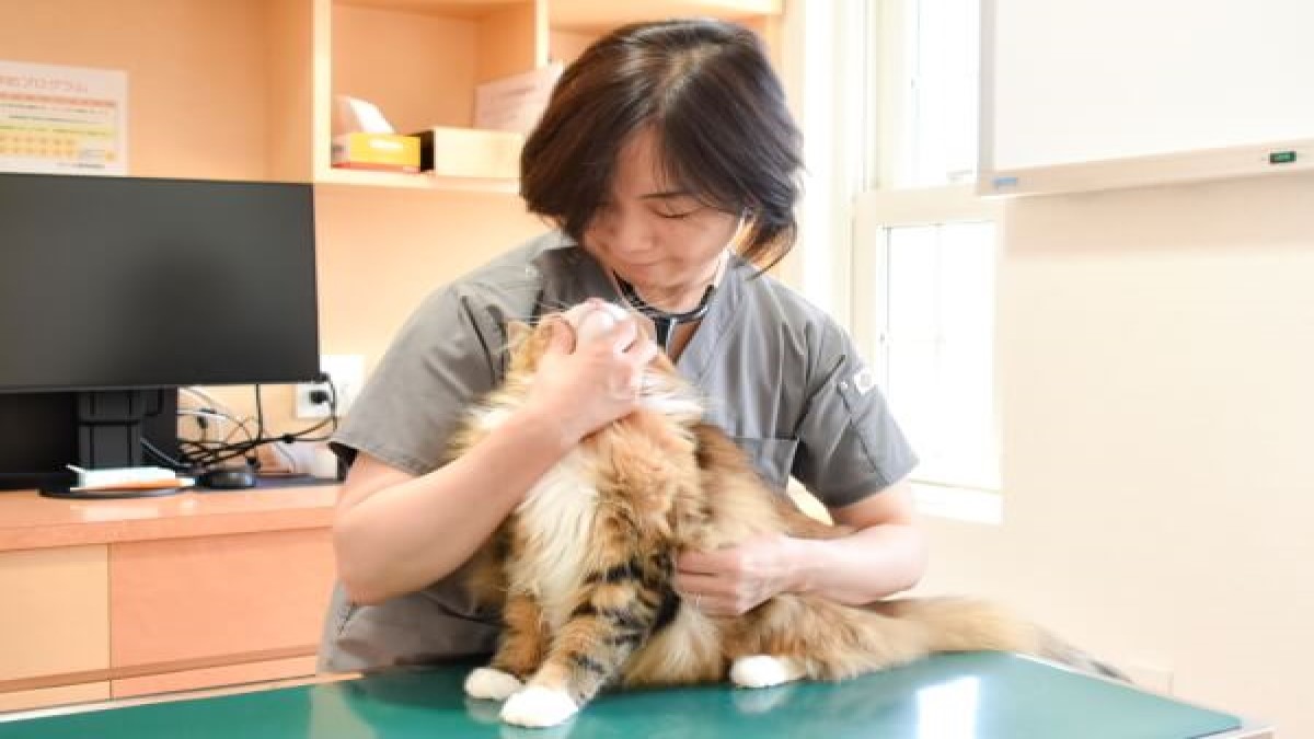 さくら動物病院