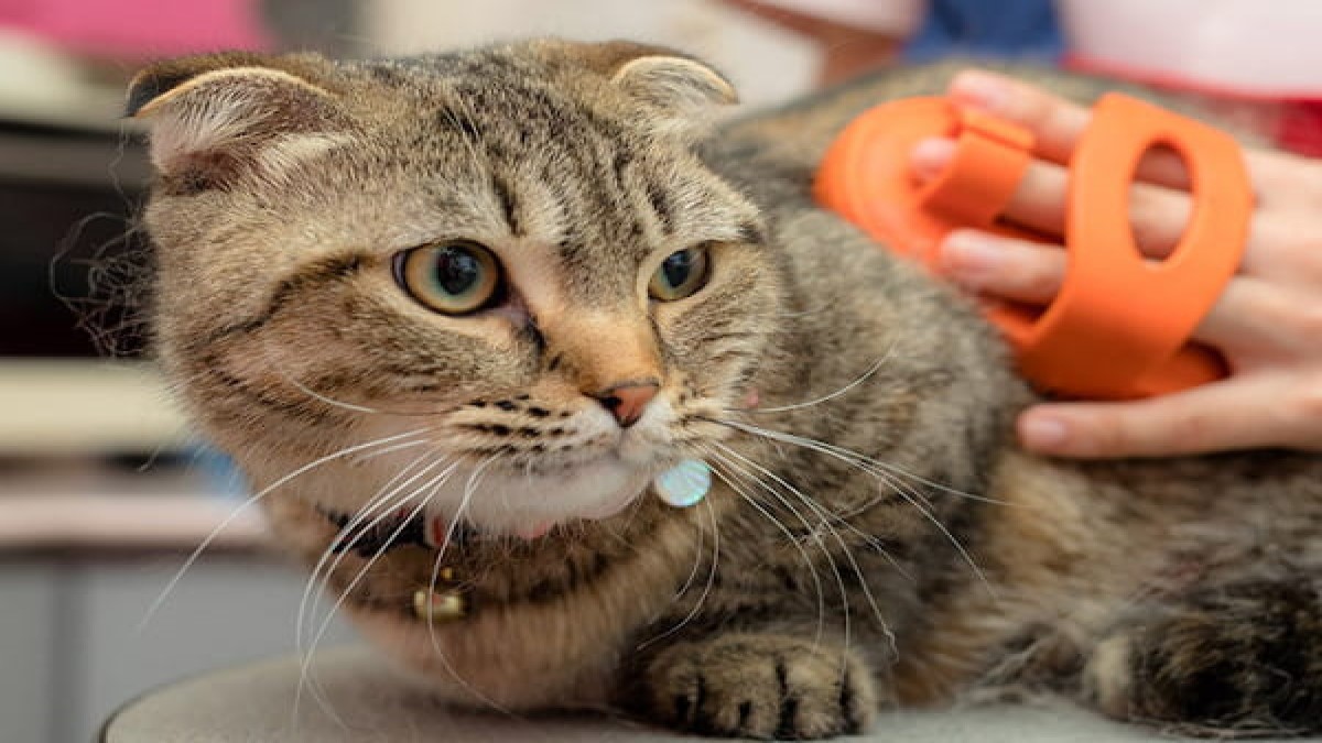 キャットホテル ジャスミン
