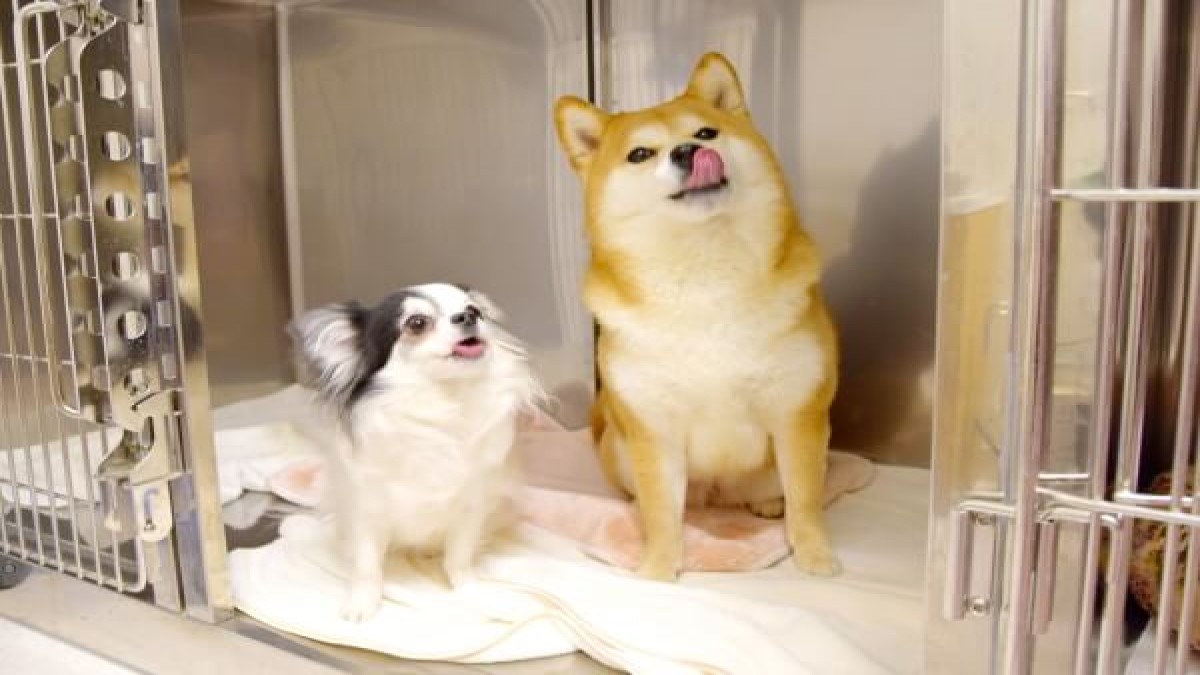 広尾テラス動物病院