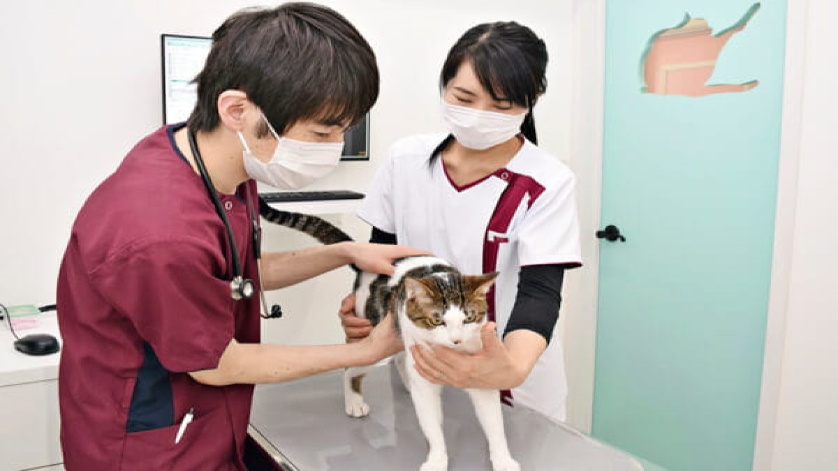 猫の病院すとう(ホテル)