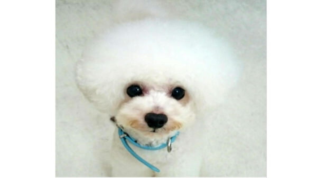 Dog Heart(ホテル)