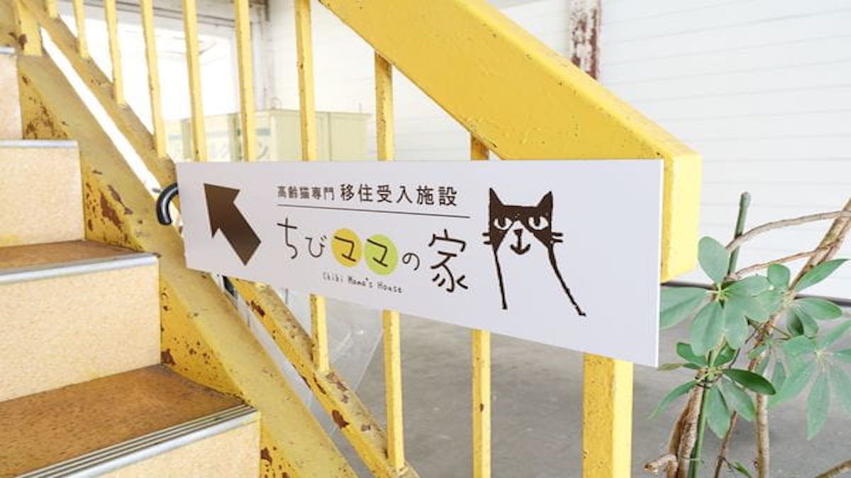 高齢猫専門移住受入施設 ちびママの家