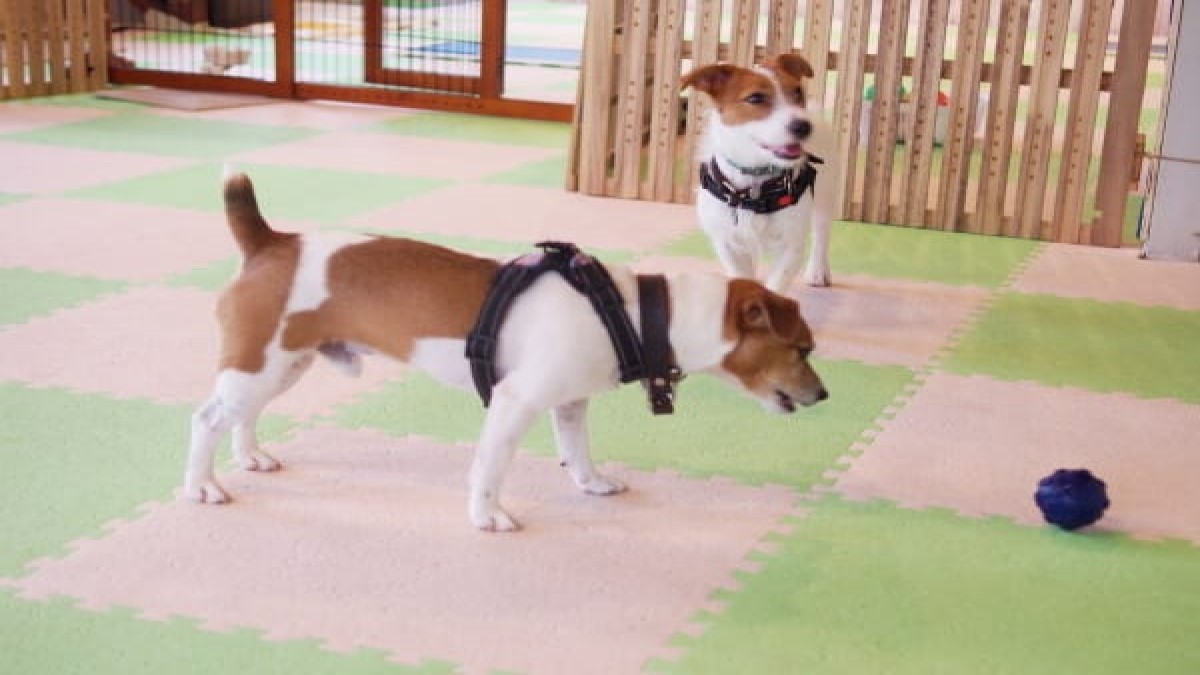 ワンデイサービス