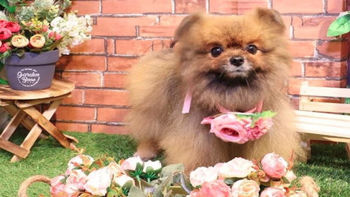 Bloomin' Dog