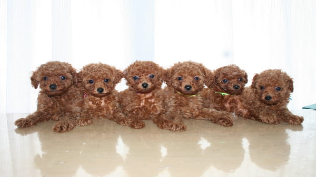 A HAPPY DOG LIFE(ホテル)
