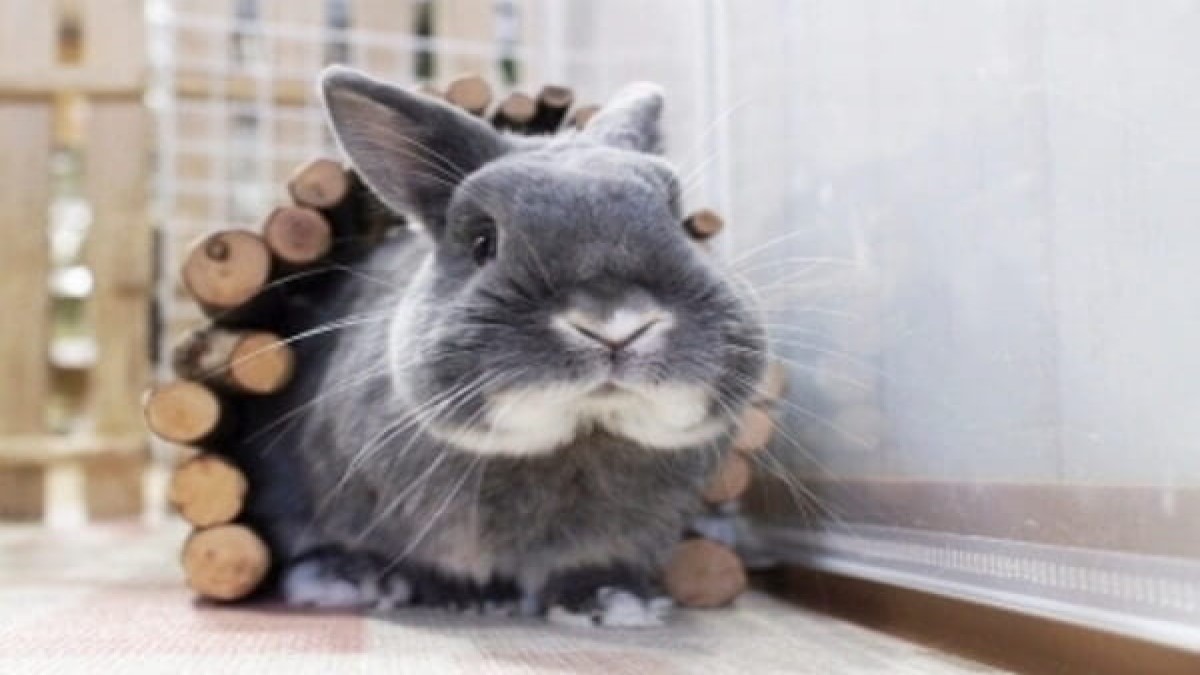 うさぎ専門店 ろっか