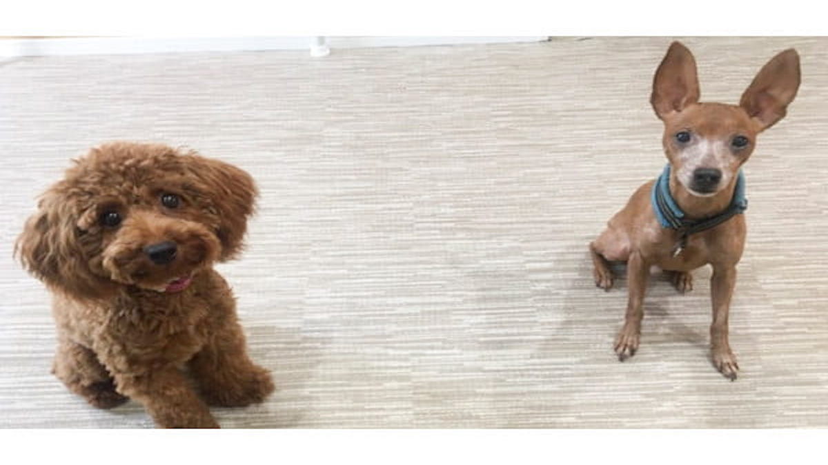 犬の教室 Wan Choice!