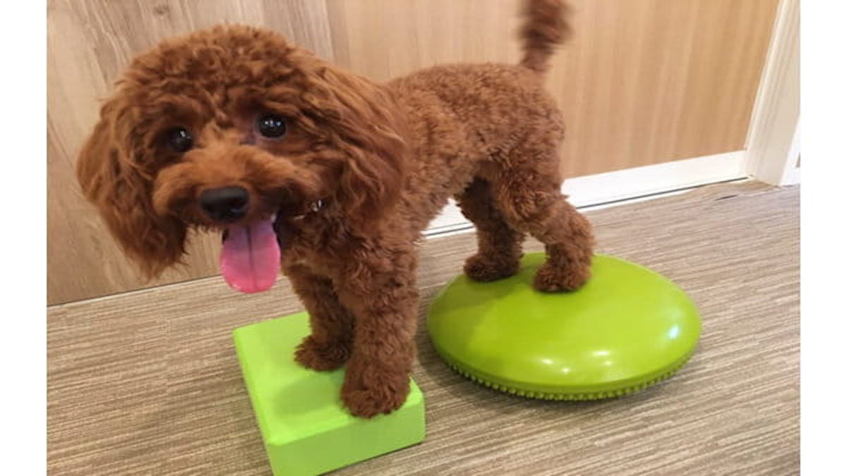 犬の教室 Wan Choice!