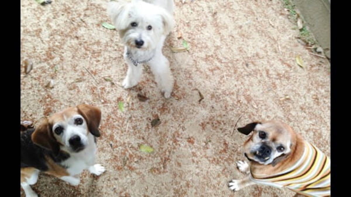 犬の教室 Wan Choice!