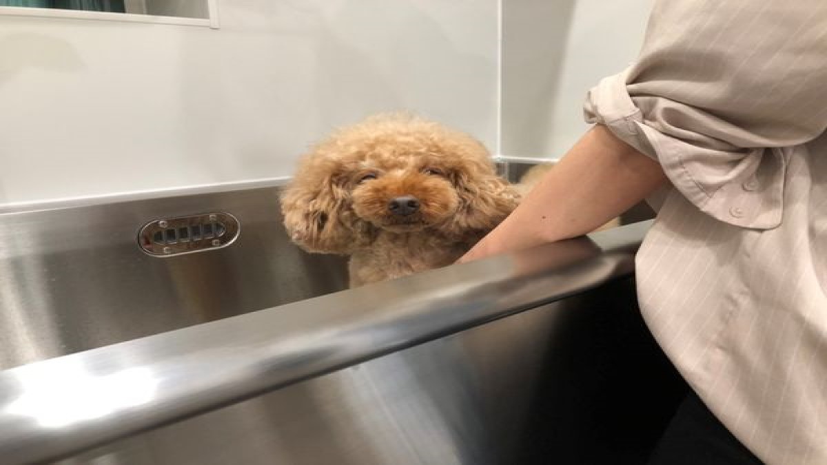 Pet Salon ANOSALO Tail(ホテル)