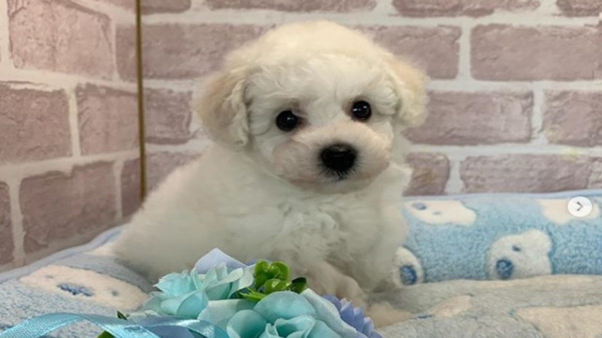 dog salon ao 金園店(ホテル)