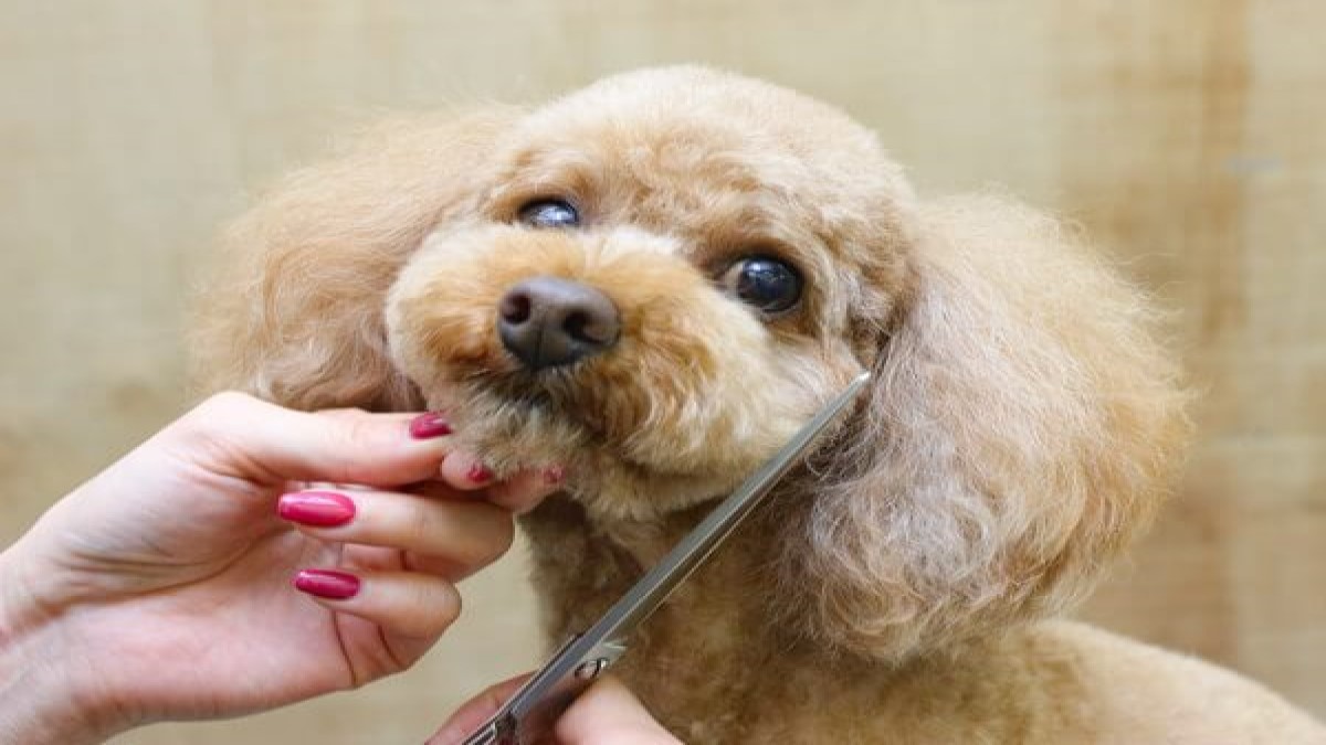 PET-SPA 日進店(ホテル)