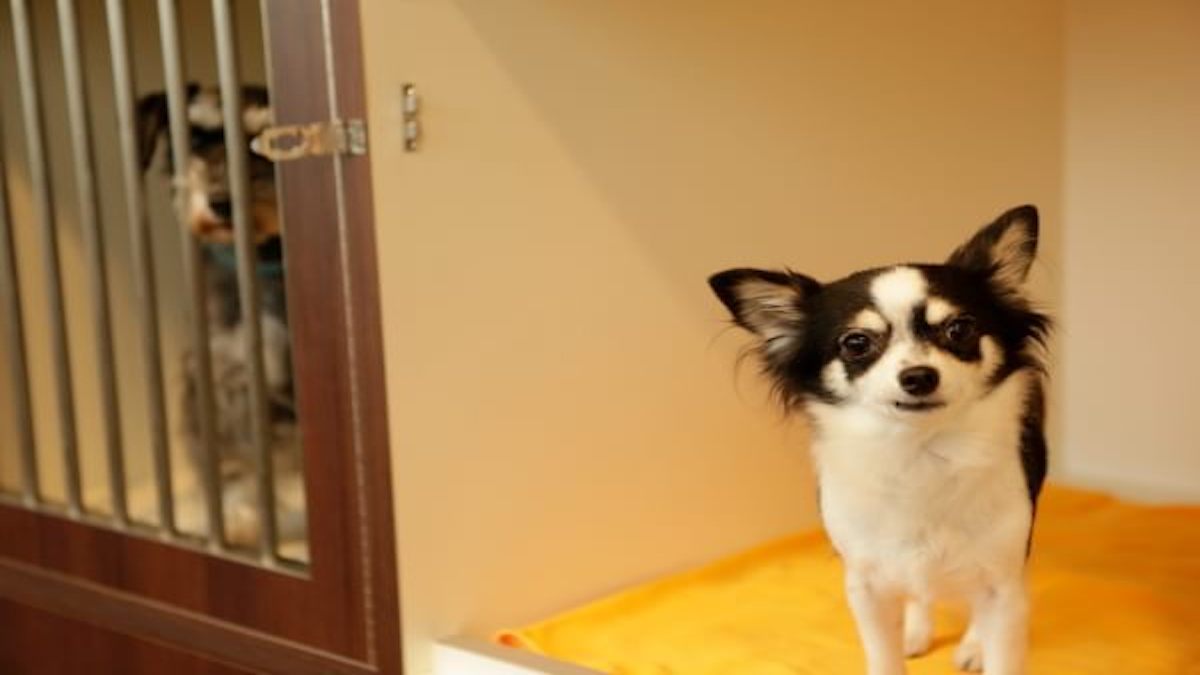 PET-SPA 横浜ベイクォーター店(ホテル)