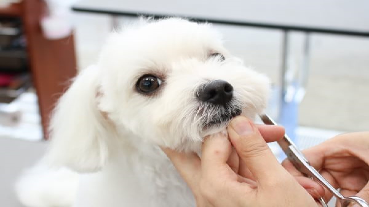 PET-SPA あざみ野ガーデンズ店