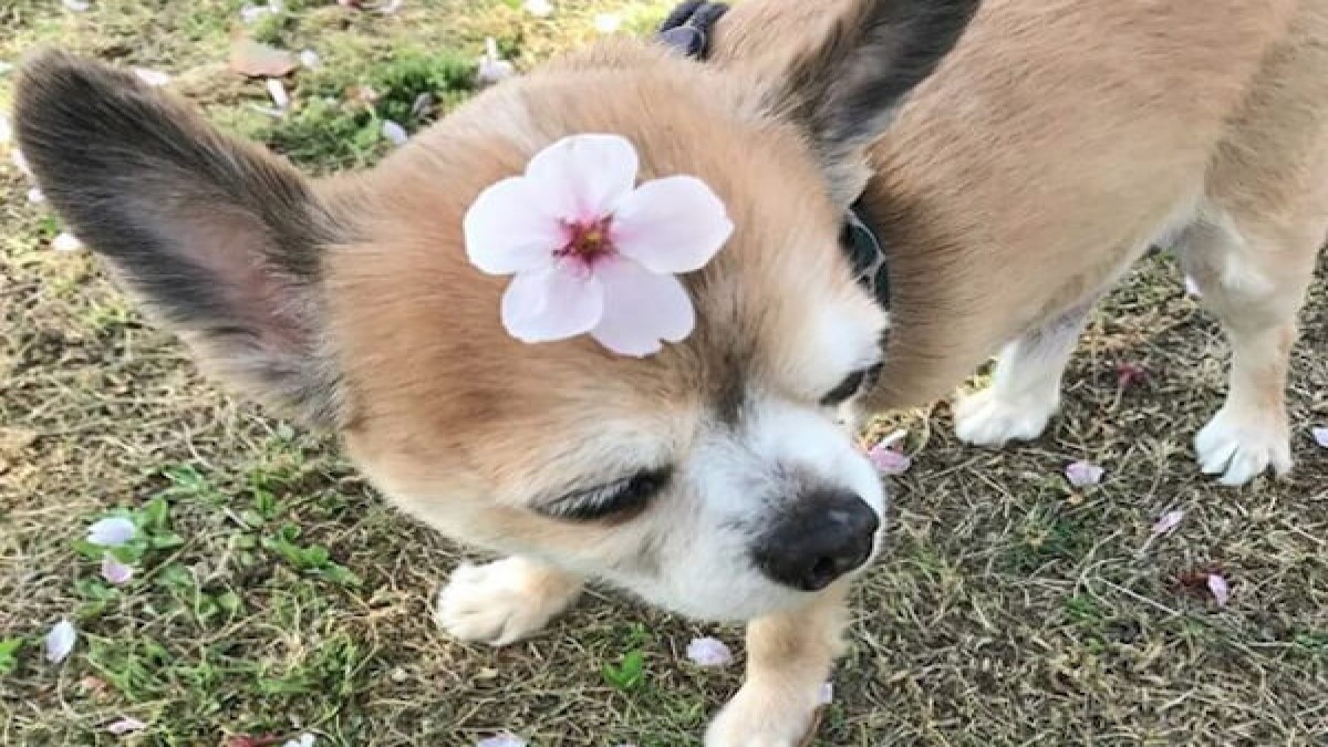 犬の美容室ペーパームーン