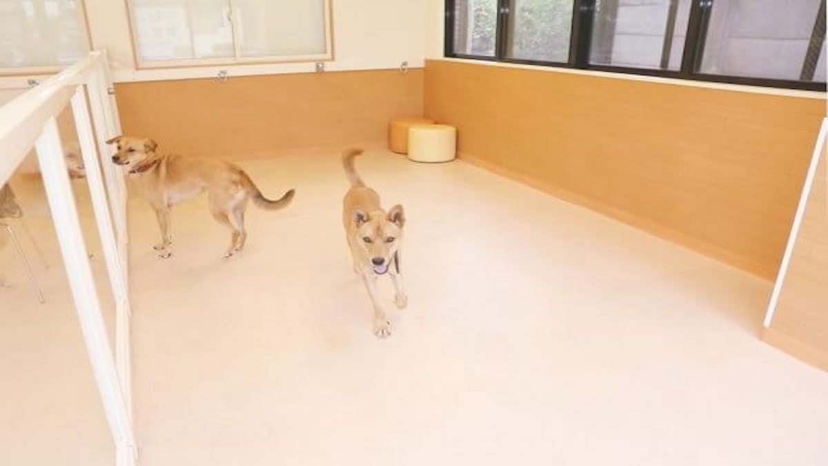 はっぴーているず dogs room