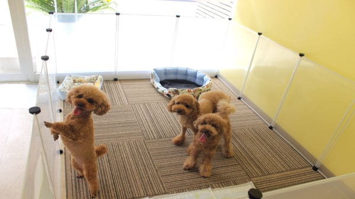 Dogsalon&Hotel mili mili
