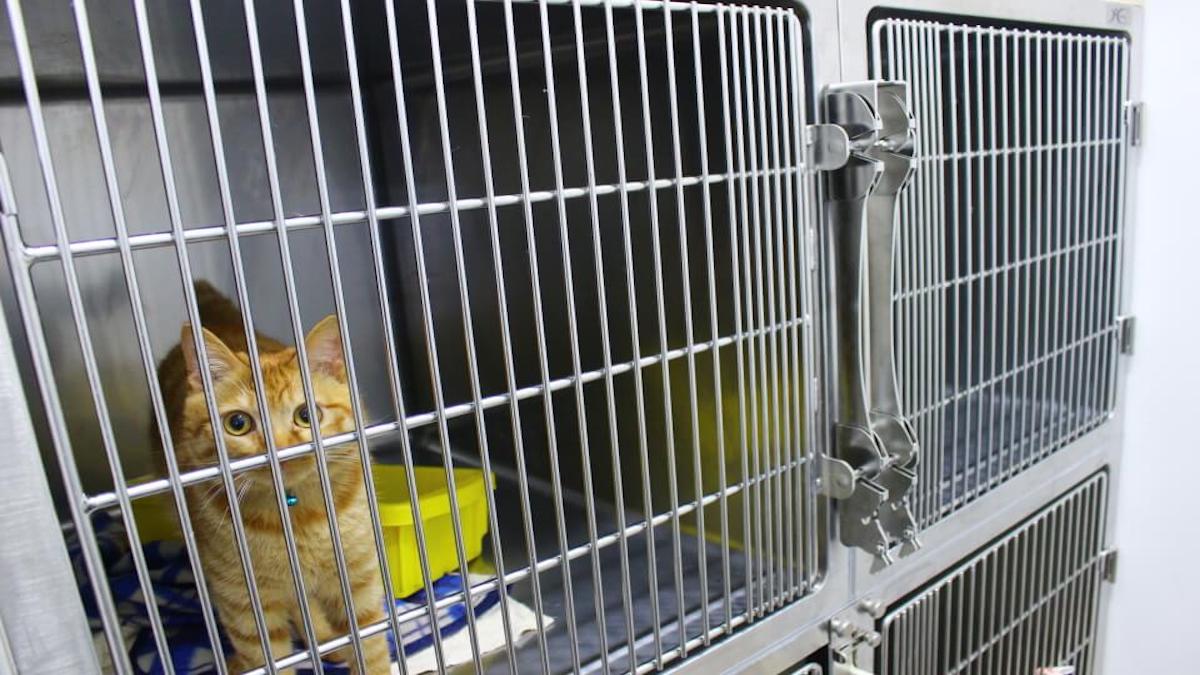 ふれあいの丘動物病院(ホテル)