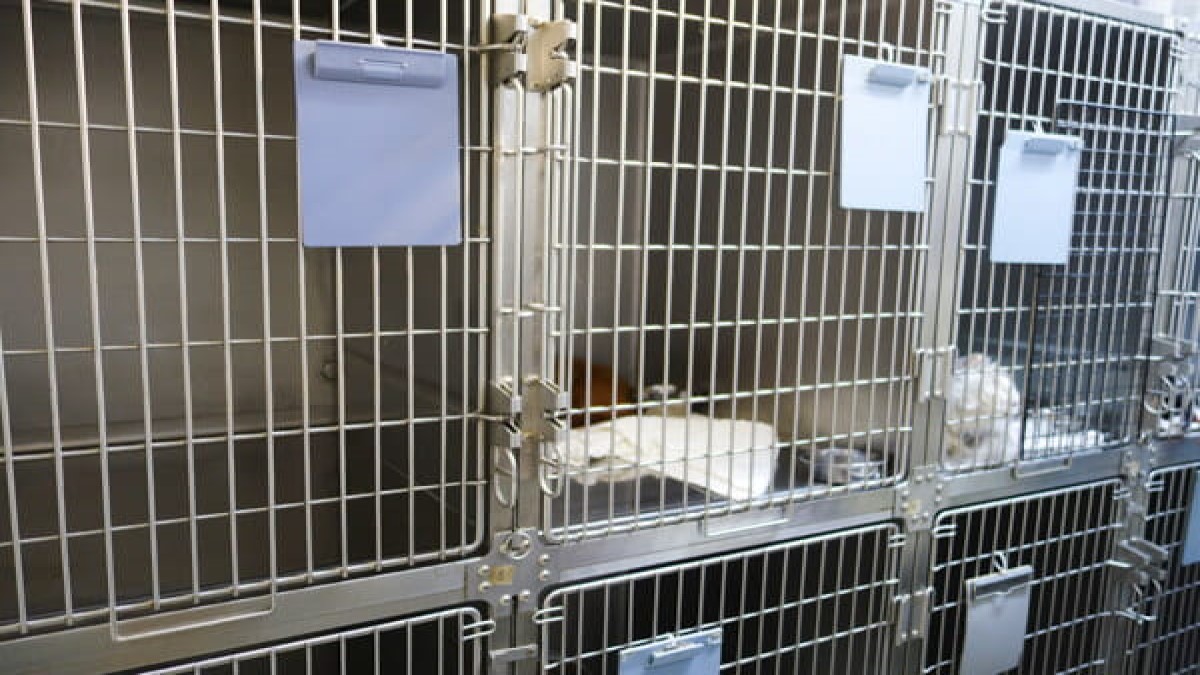 森動物病院(ホテル)